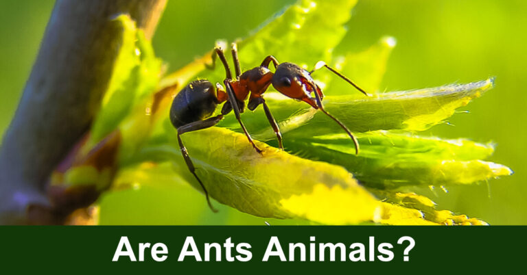 Are Ants Animals?