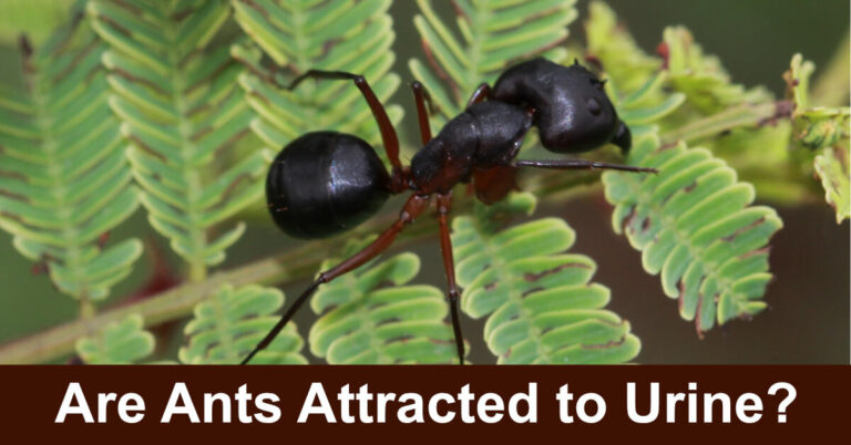 Are Ants Attracted To Urine?