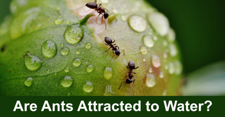 Are Ants Attracted To Water?