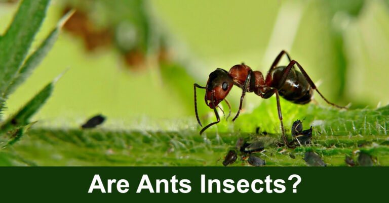 Are Ants Insects?