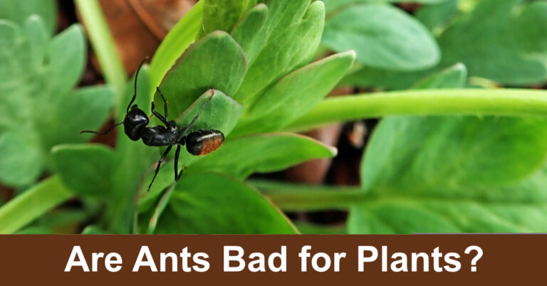 Are Ants Bad For Plants?