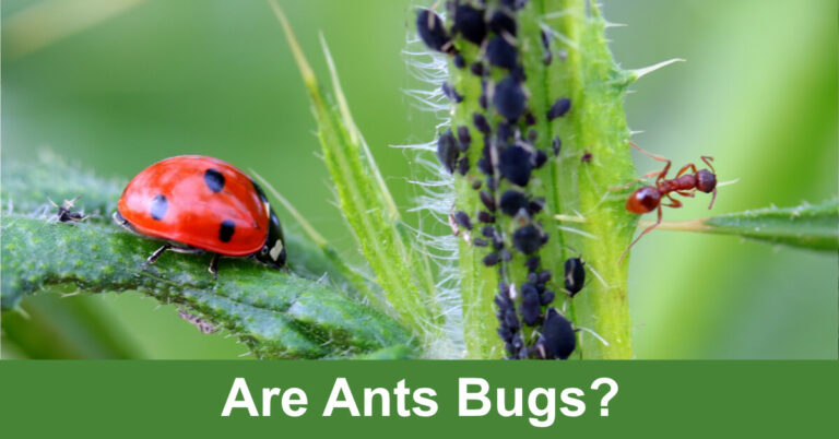Are Ants Bugs?