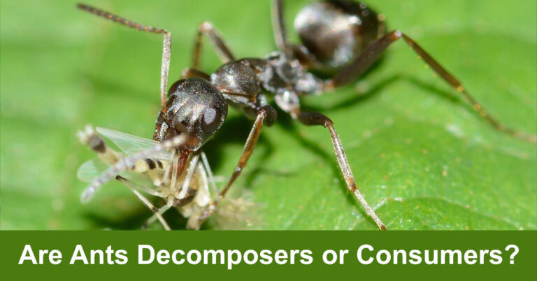Are Ants Decomposers Or Consumers?