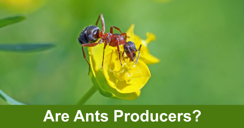 are ants producers