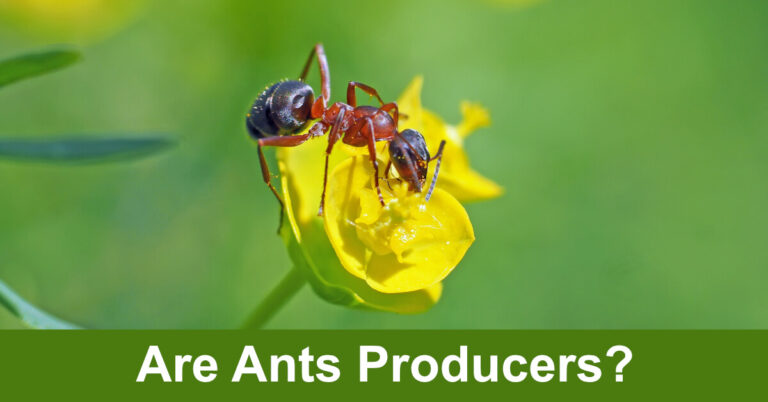 Are Ants Producers?