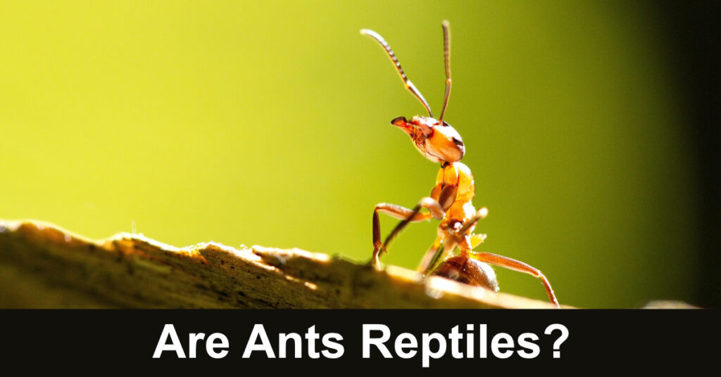 are ants reptiles