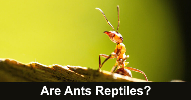 Are Ants Reptiles?