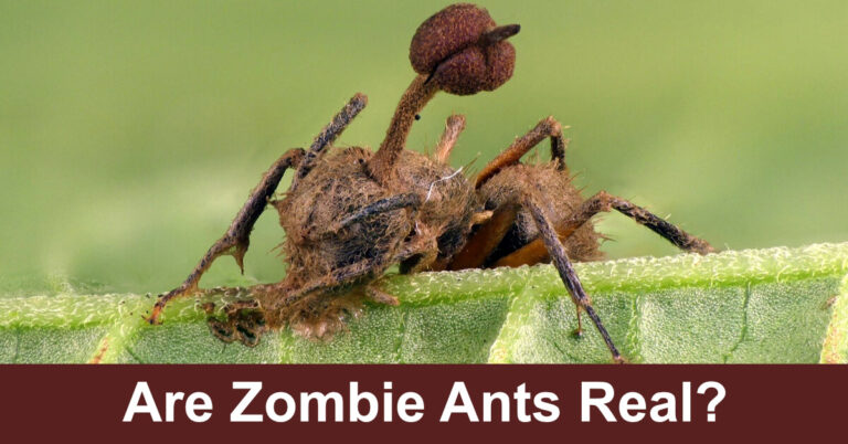 Are Zombie Ants Real?