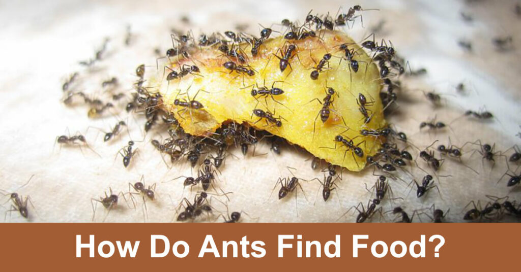 how do ants find food
