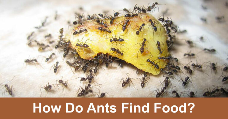 How Do Ants Find Food?