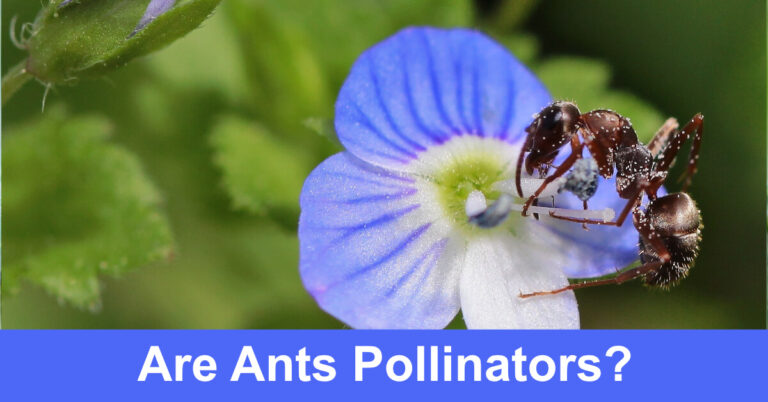 Are Ants Pollinators?