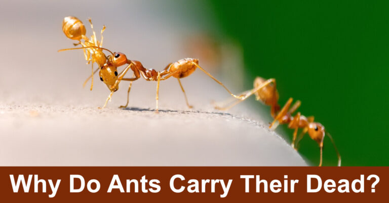 Why Do Ants Carry Their Dead? Ant Funeral Behavior