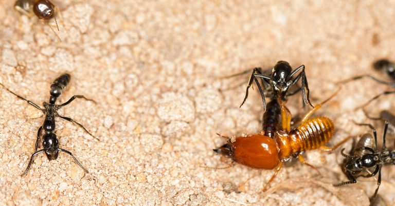 do ants eat termites
