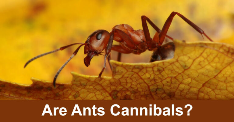 Are Ants Cannibals? Do They Consume Each Other?