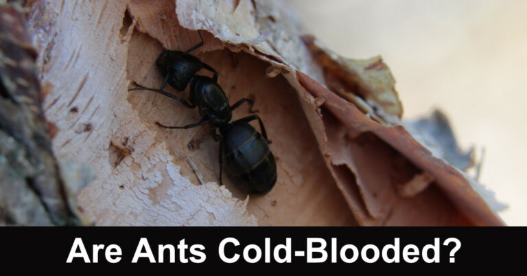 Are Ants Cold-Blooded?