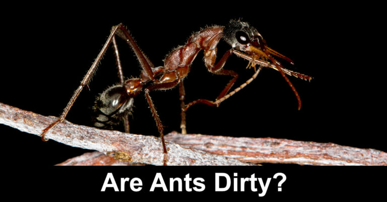 Are Ants Dirty? Do They Carry Disease?
