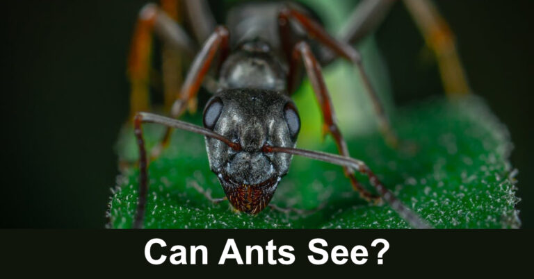 Can Ants See?