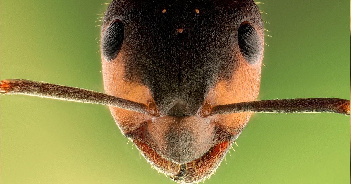 can ants see
