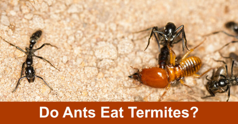 Do Ants Eat Termites?