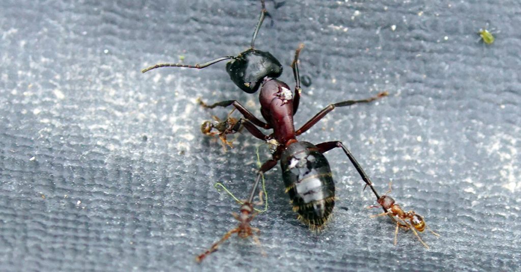 do ants fight each other