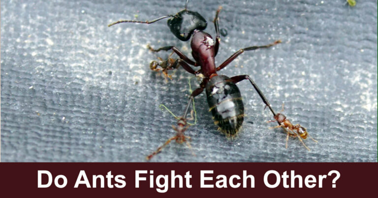 Do Ants Fight Each Other?
