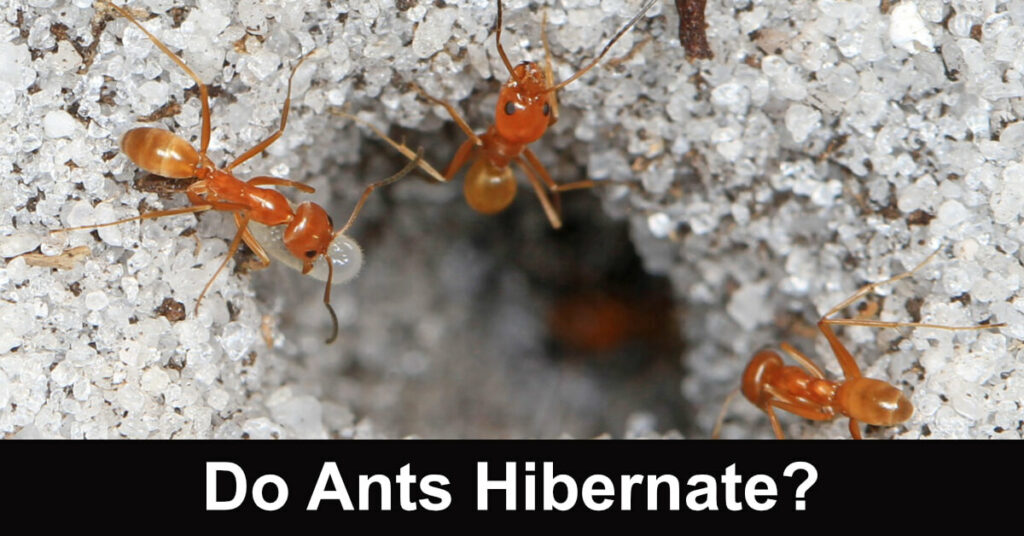 do ants hibernate