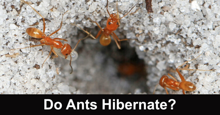Do Ants Hibernate?