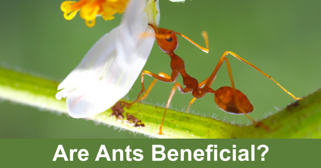 are ants beneficial