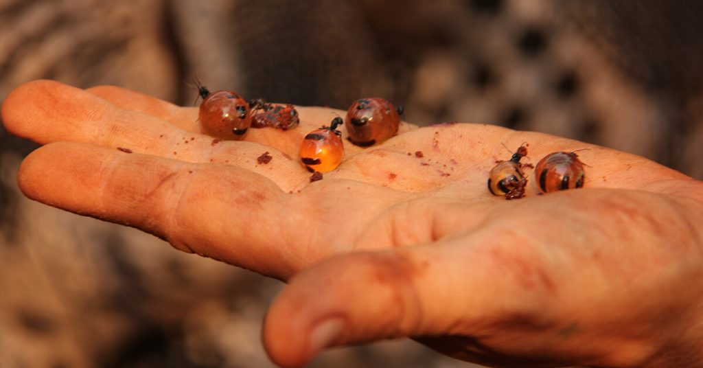 are ants edible