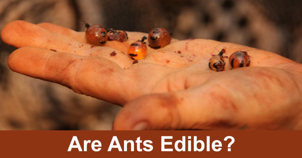 are ants edible