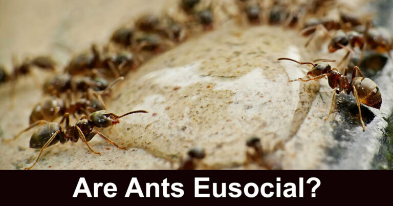 Are Ants Eusocial?