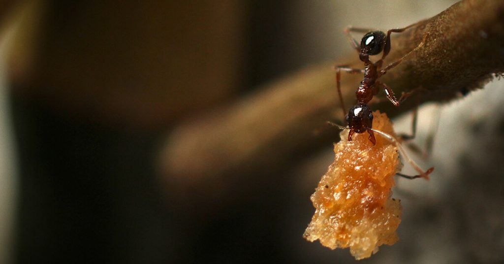 are ants strong