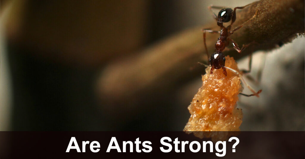 are ants strong