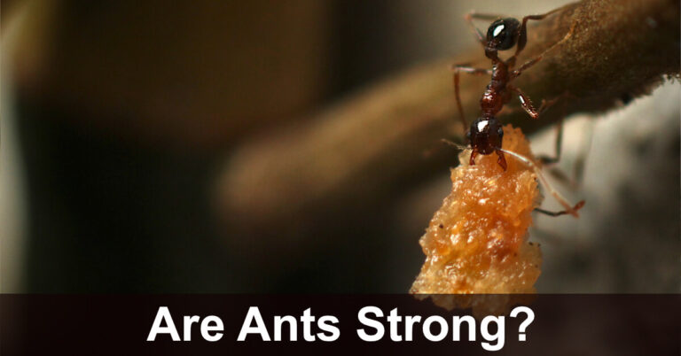 Are Ants Strong? The Secret To Their Strength