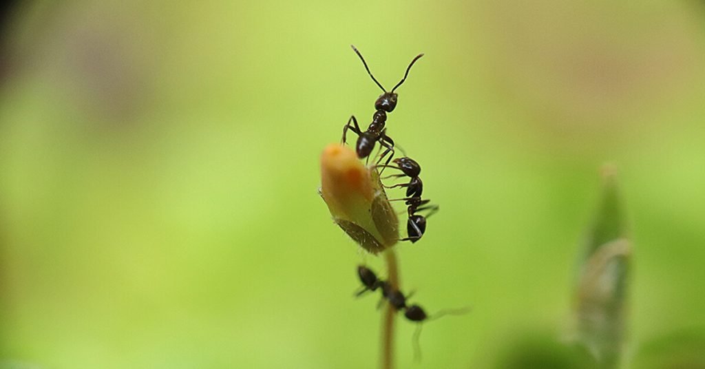 can ants hear