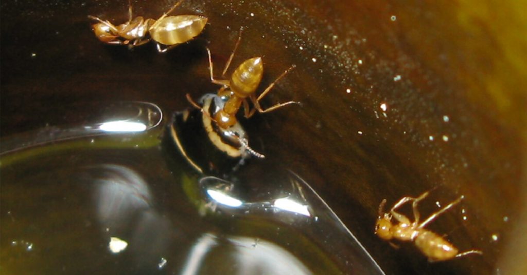 can ants swim