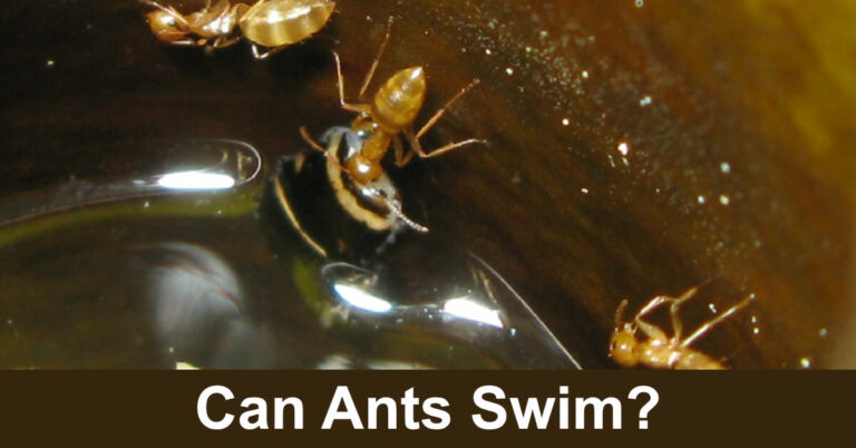 Can Ants Swim?