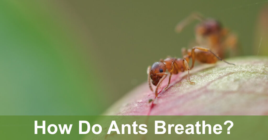 how do ants breathe