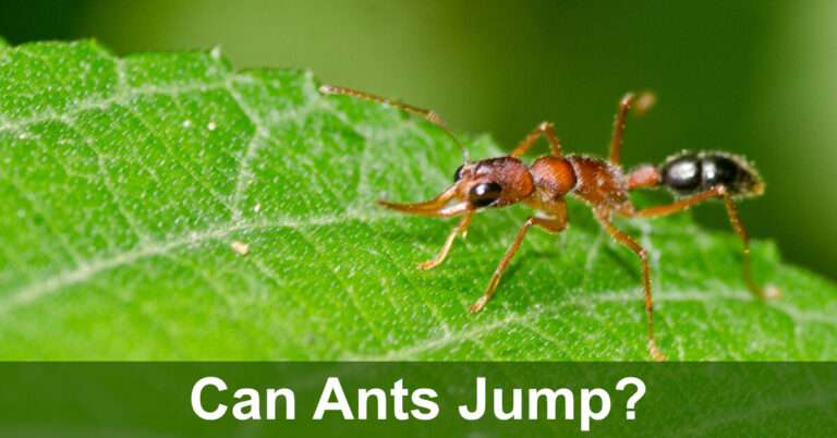 Can Ants Jump?