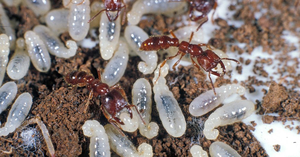 Do Ants Molt