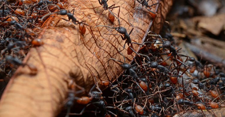 Ant Death Spiral: Why Do Ants Walk In Circles?