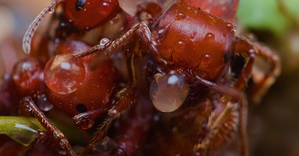 do ants die in water