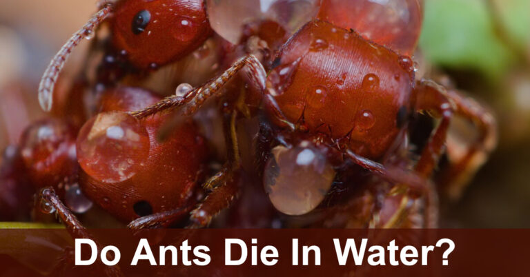 Do Ants Die In Water?