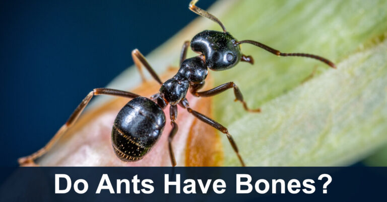 Do Ants Have Bones?
