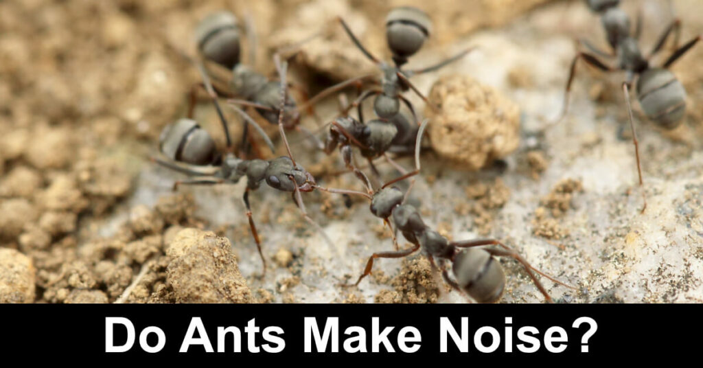 do ants make noise