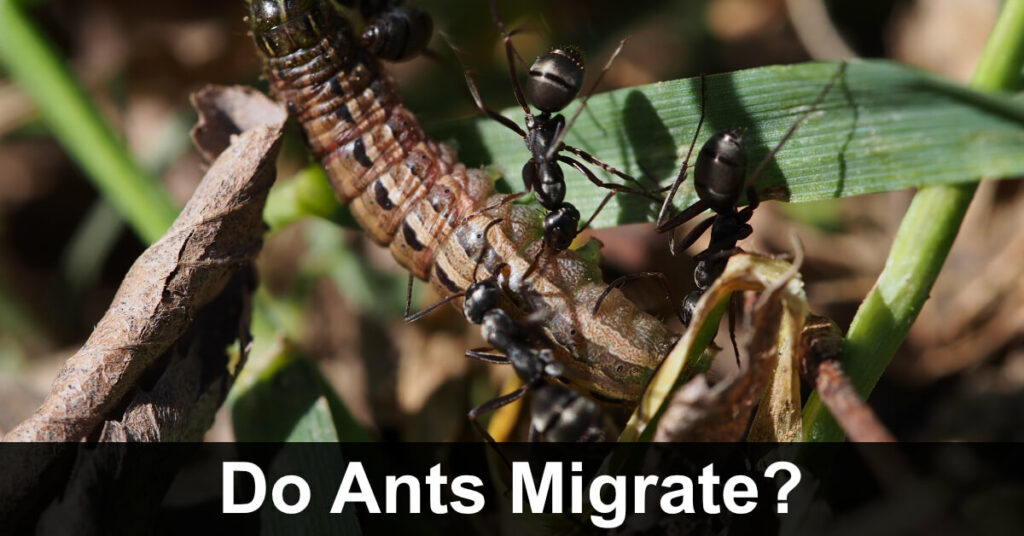 do ants migrate