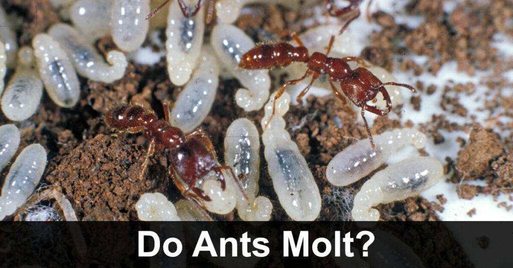Do Ants Molt?