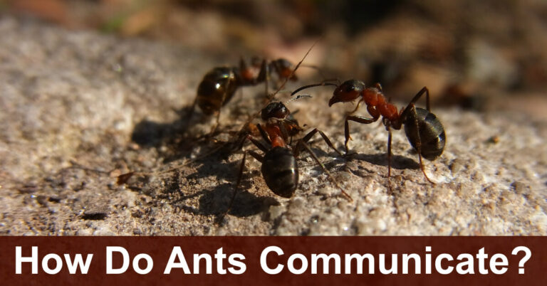 How Do Ants Communicate?