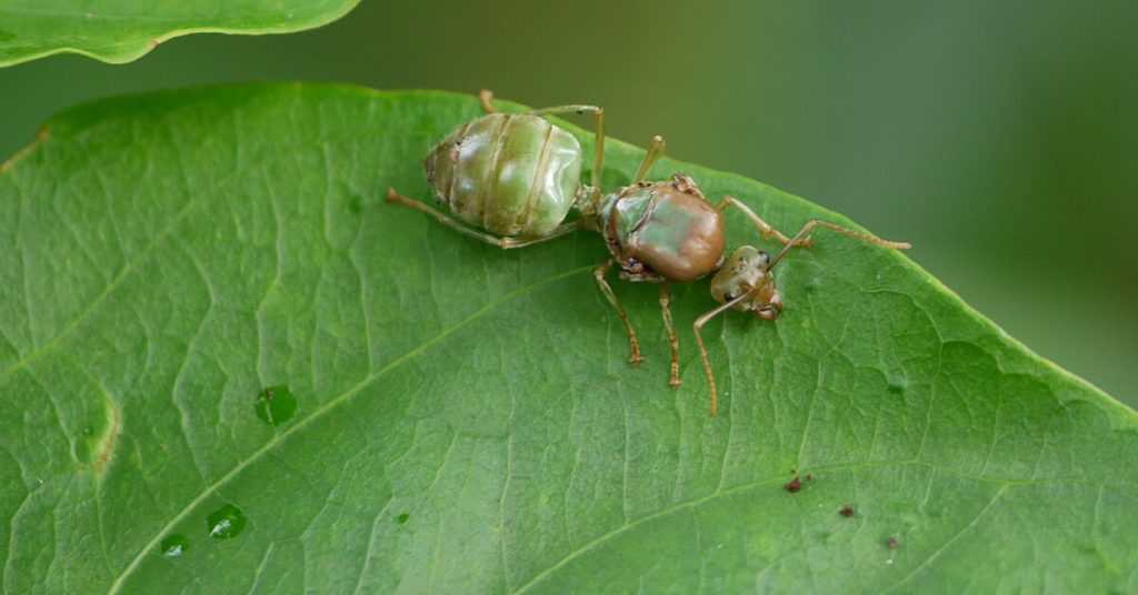 how do ants reproduce