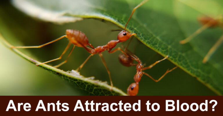 Are Ants Attracted To Blood?